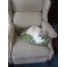 Cuddle Cat Corner Mat- Cat Bed with Catnip - Green Cat Breeds Pattern
