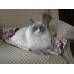 Cuddle Cat Corner Mat- Cat Bed with Catnip - Stylish Cat Crowd Pattern