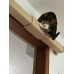 Modish Wall Mounted Cat Climbing Pole